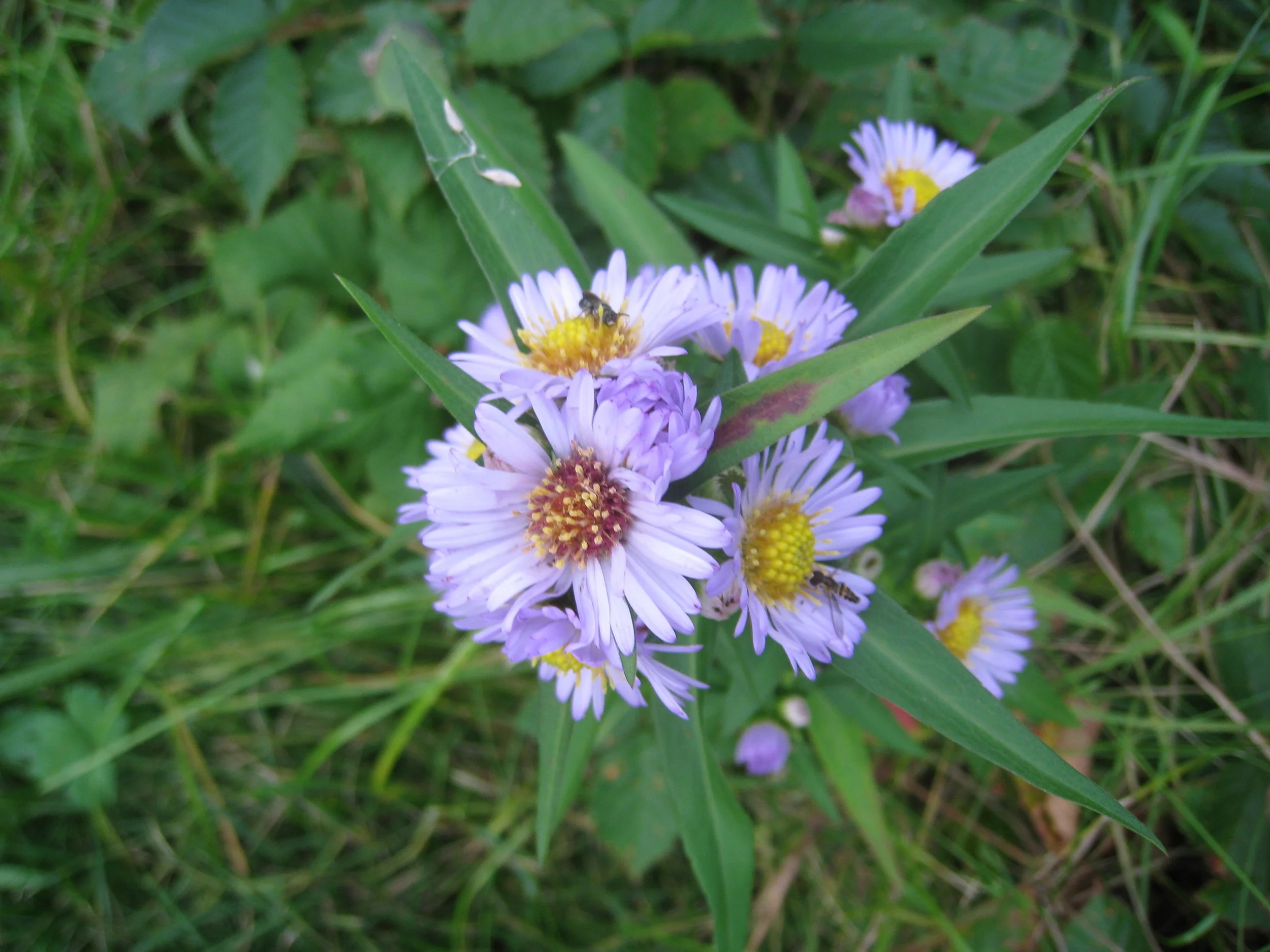 Individual Annual ISA(UU) Membership