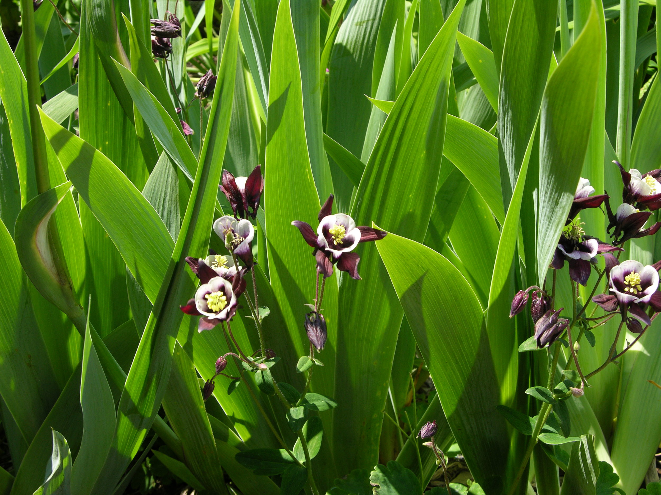 Individual Lifetime ISA(UU) Membership