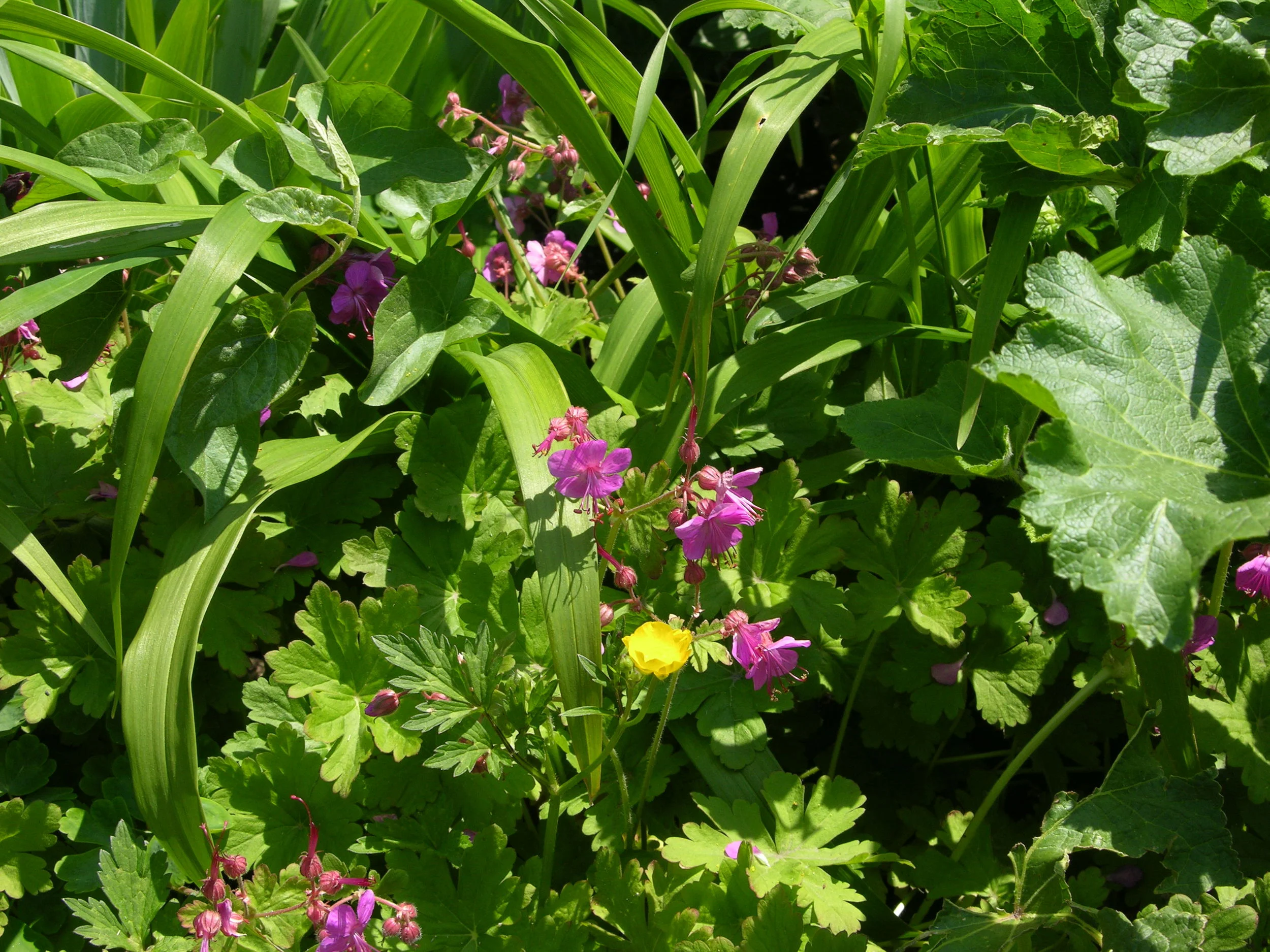 Household Lifetime ISA(UU) Membership