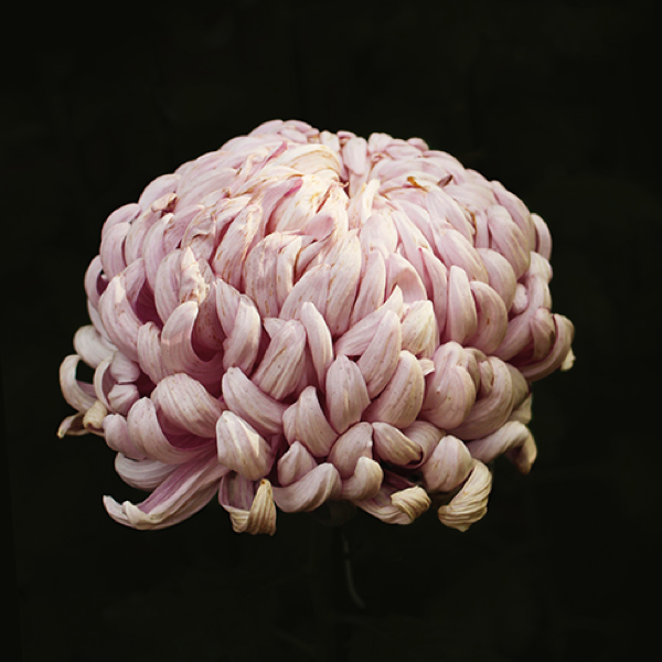  Japanese Chrysanthemum Photographs