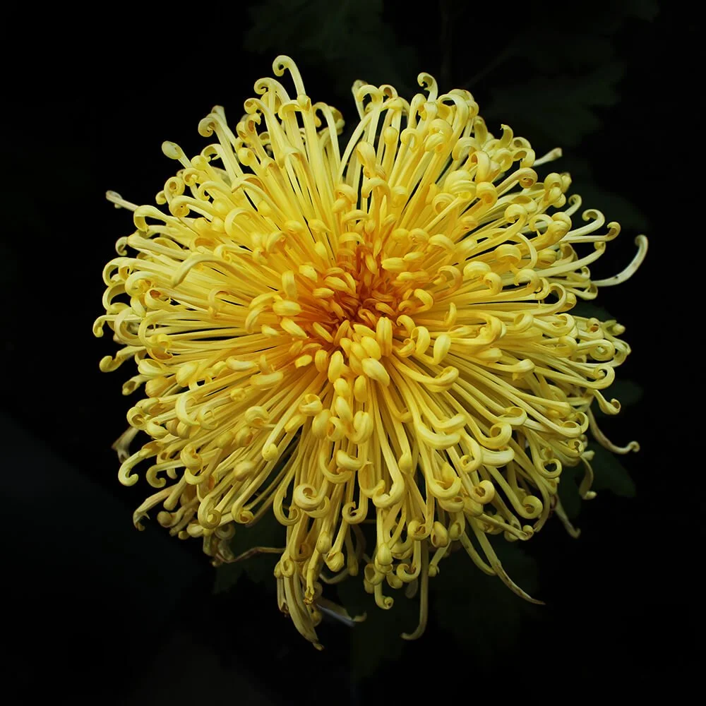 KIKU_YELLOW_WILD_1.jpg