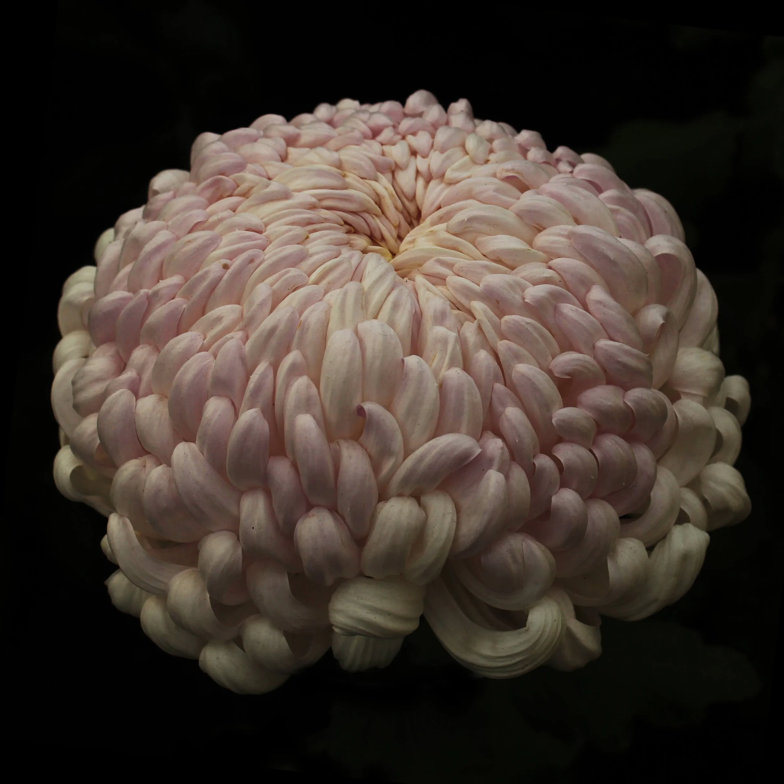 KIKU_PINK_SOLO_4.jpg