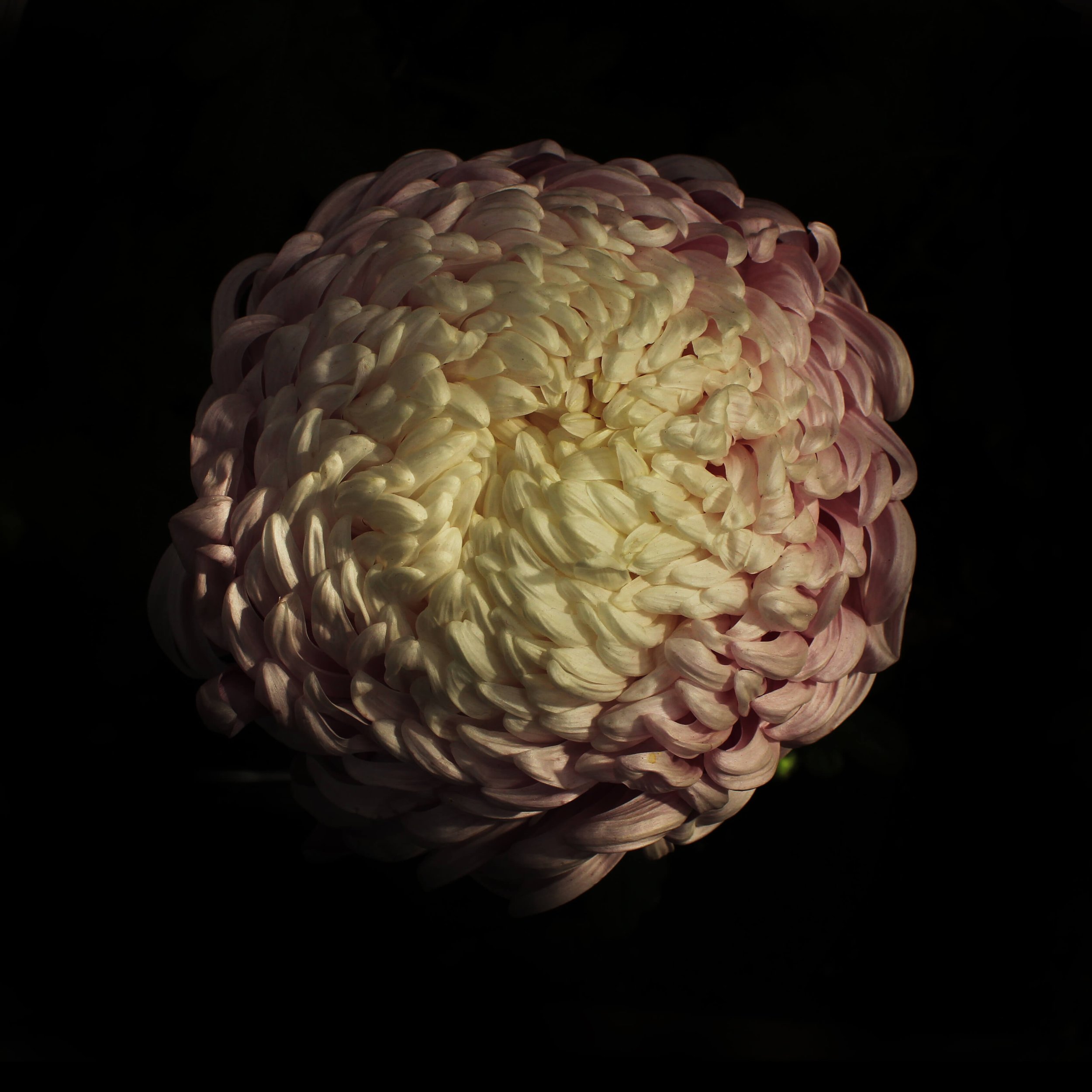 KIKU_PINK_SOLO_5.jpg