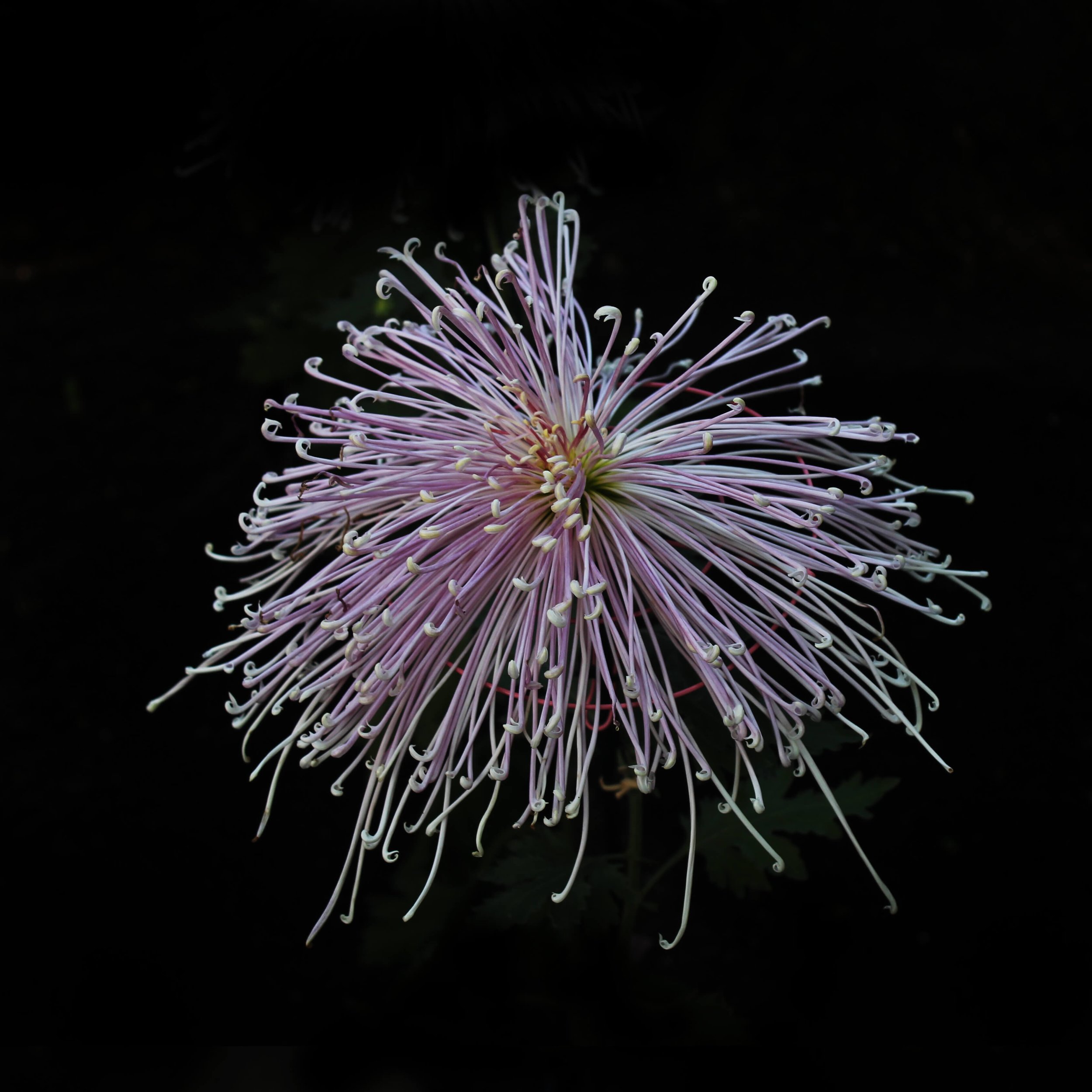 KIKU_PINK_WILD_1.jpg