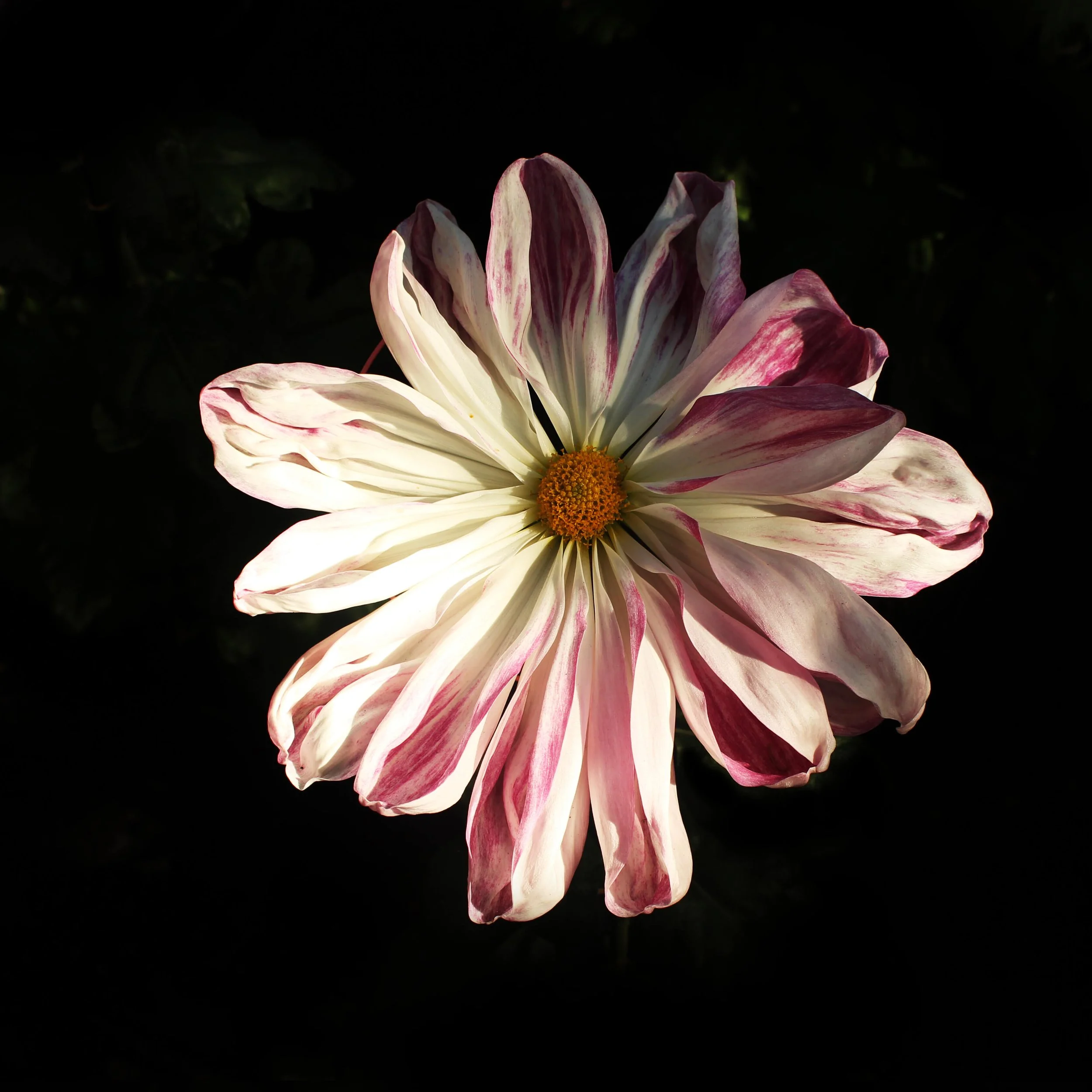 KIKU_PINK_WILD_2.jpg