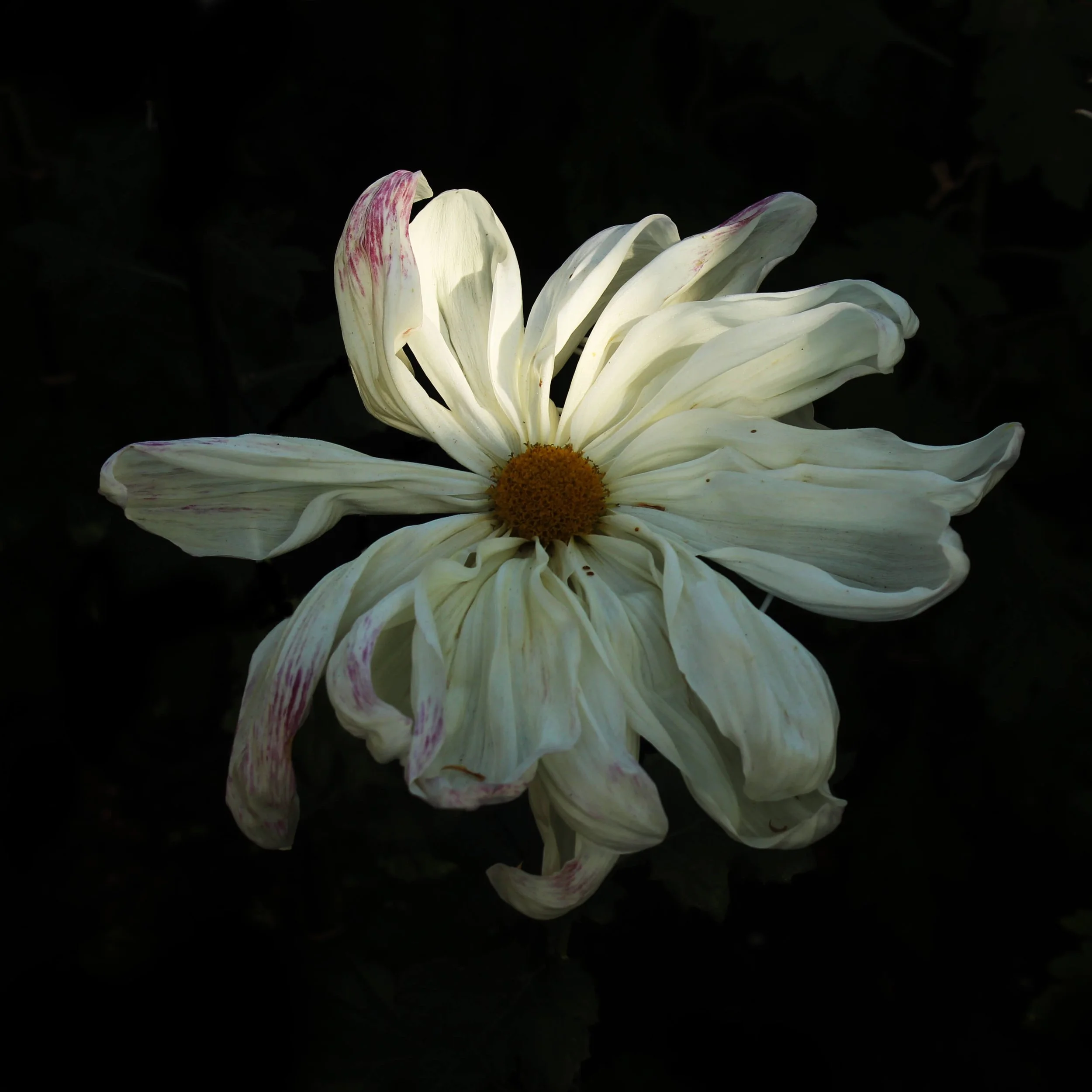 KIKU_WHITE_WILD_1.jpg