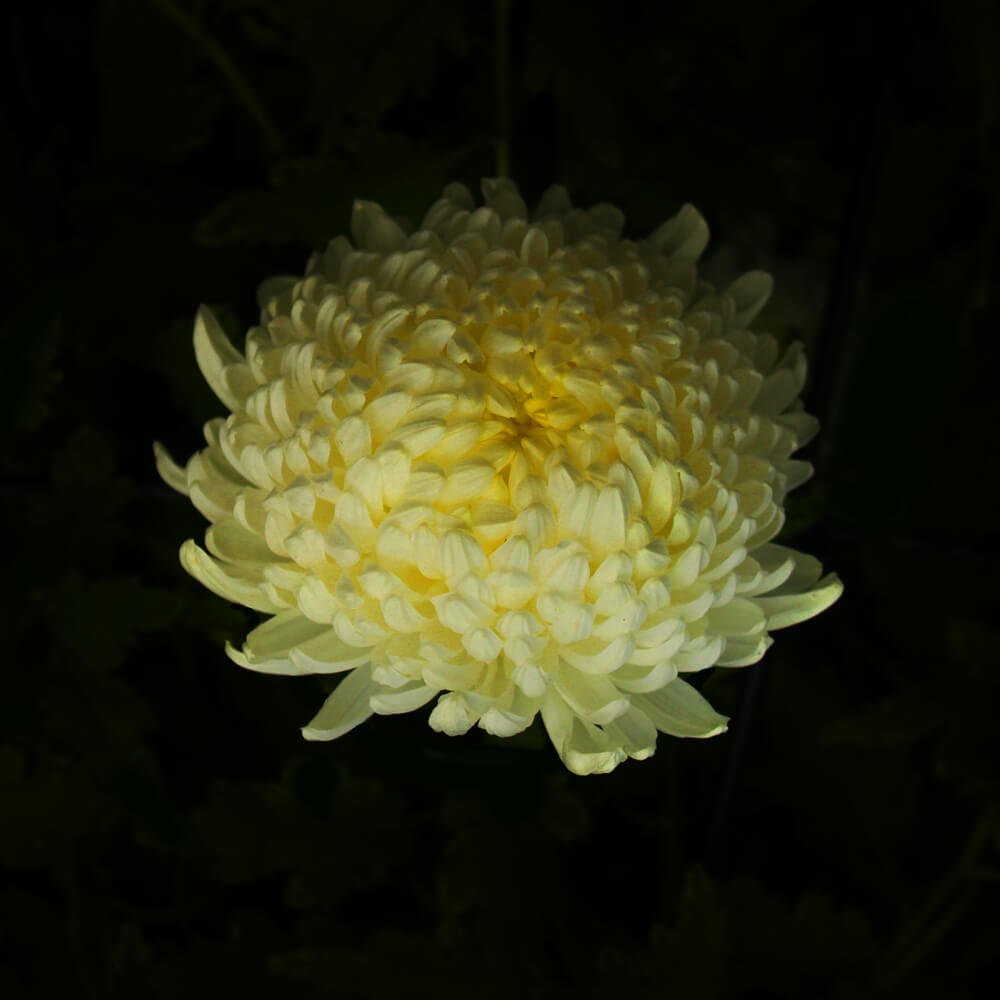 KIKU_YELLOW_SOLO_1.jpg