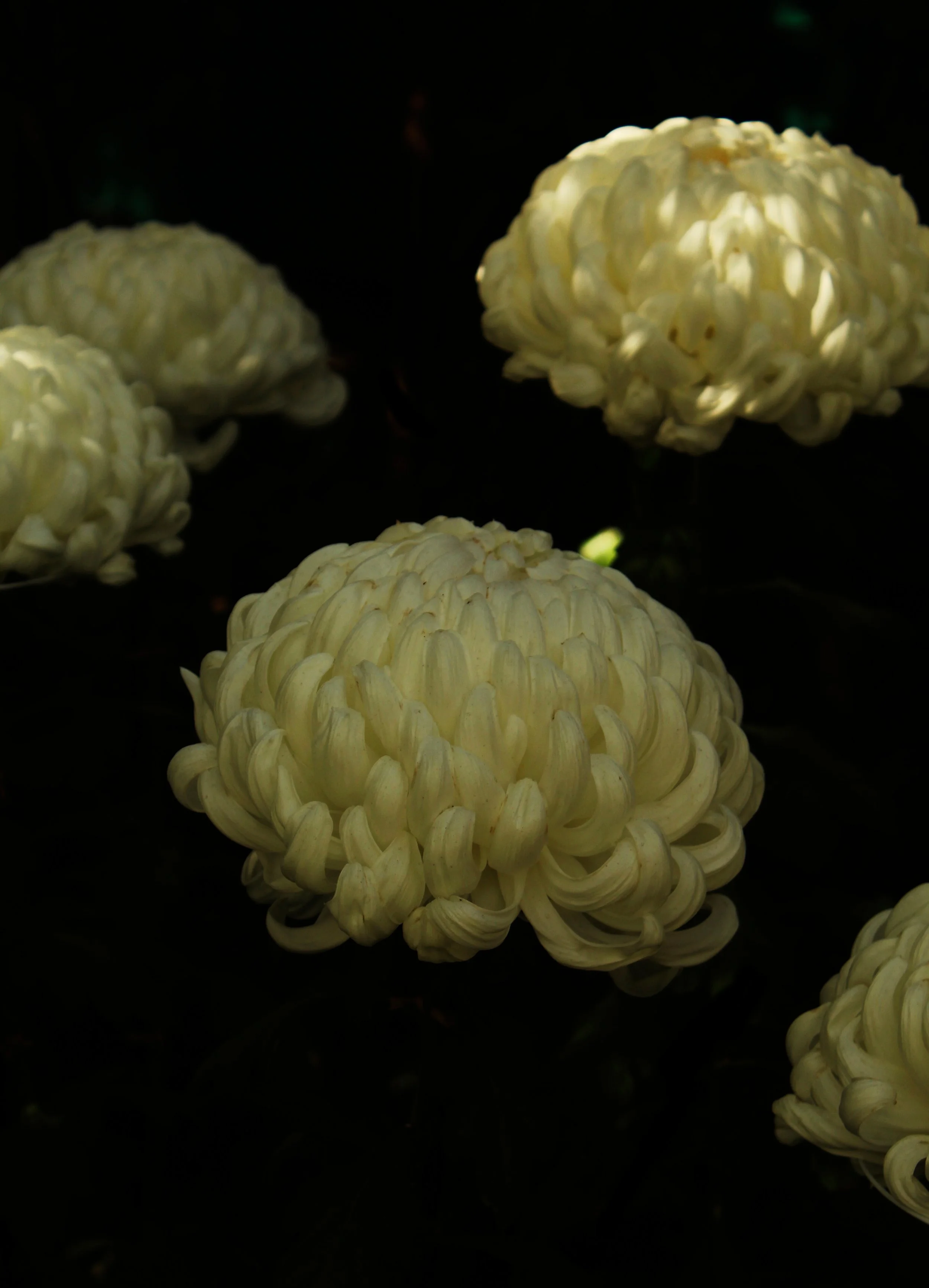 KIKU_YELLOW_1.jpg