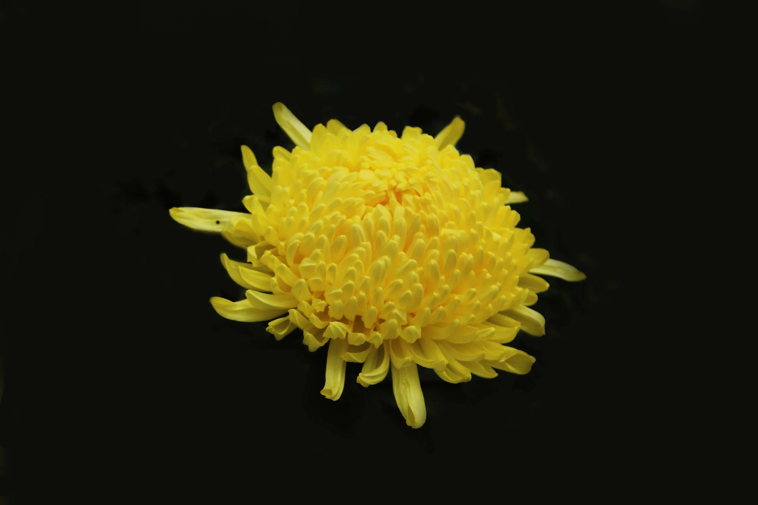 KIKU_YELLOW_SOLO_2.jpg