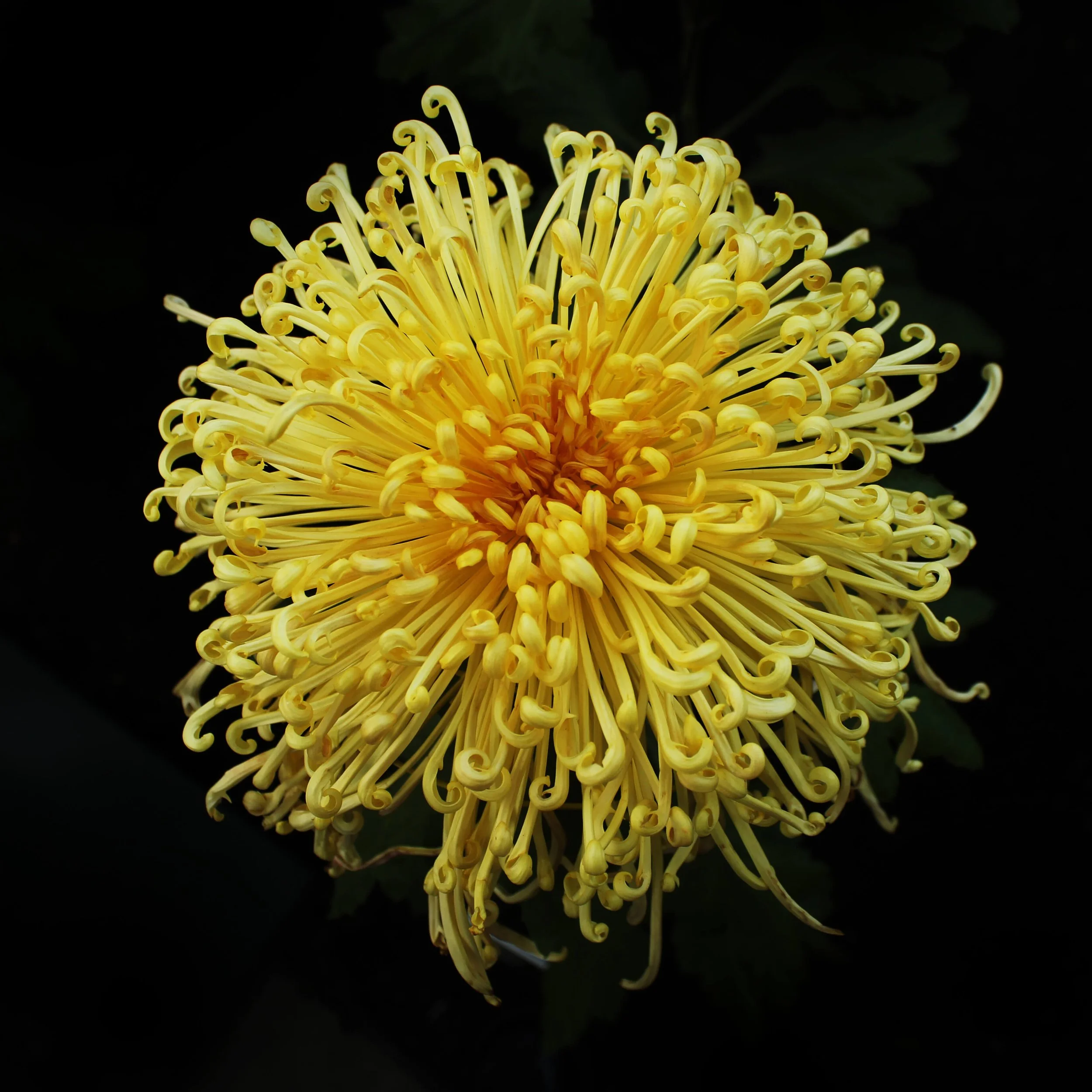 KIKU_YELLOW_WILD_1.jpg