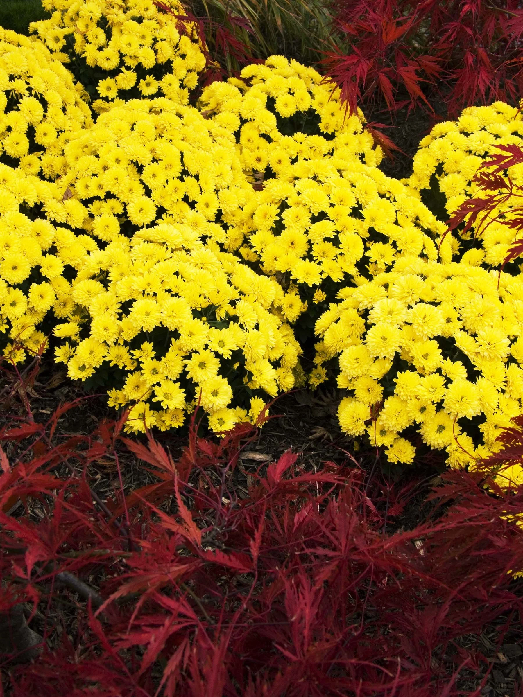 P1050974 copy.jpg