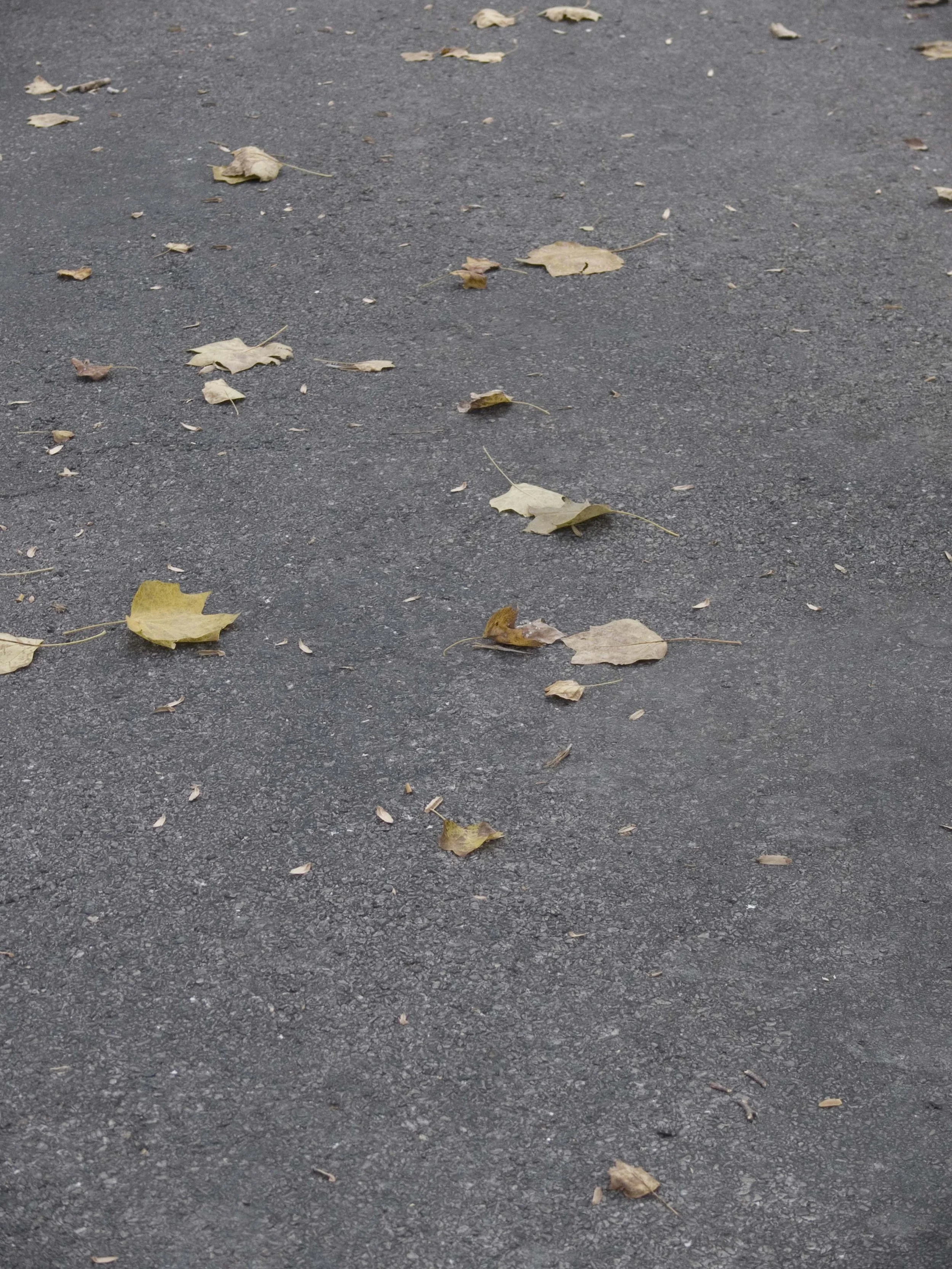 P1050999 copy.jpg