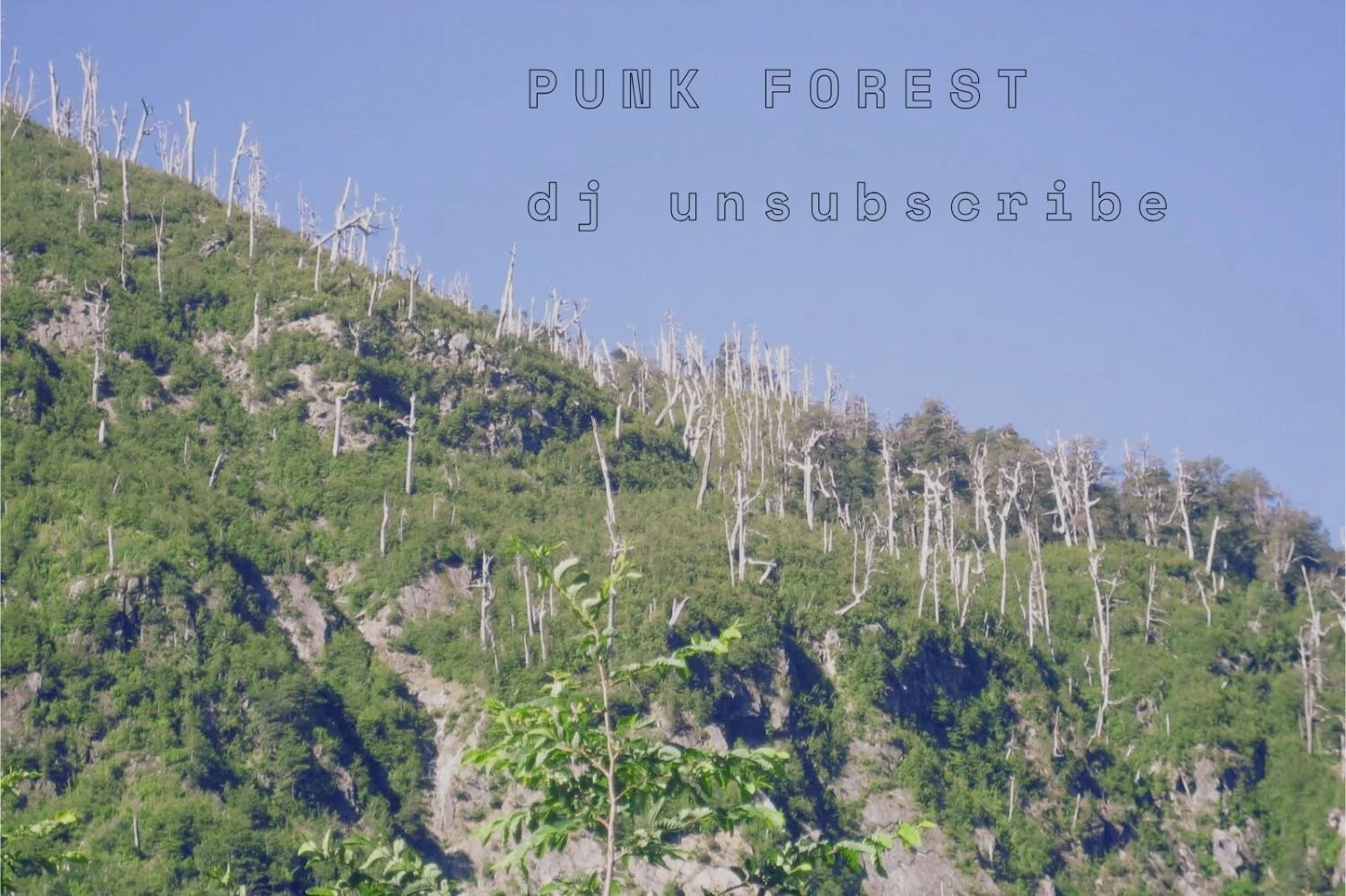 Punk Forest