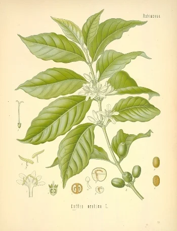 Diagram_of_Coffea_arabica-original.jpg