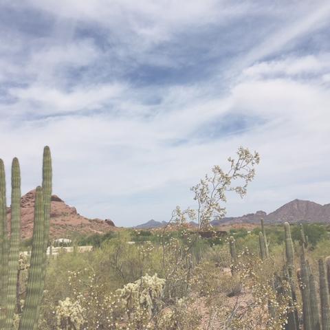 Phoenix_Desert_Museum_large.jpeg