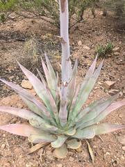 pale_agave_medium.jpeg