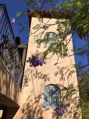 purple_flowers_medium.jpeg