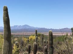 Tucson_Desert_Museum_medium.jpeg