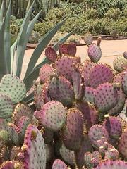 pink_cactus_medium.jpeg