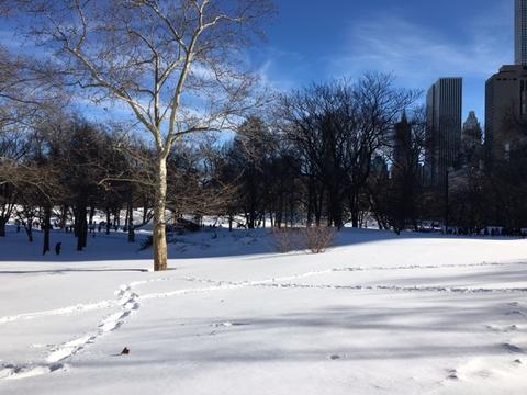 snowy_day_Central_Park_NYC_large.jpeg