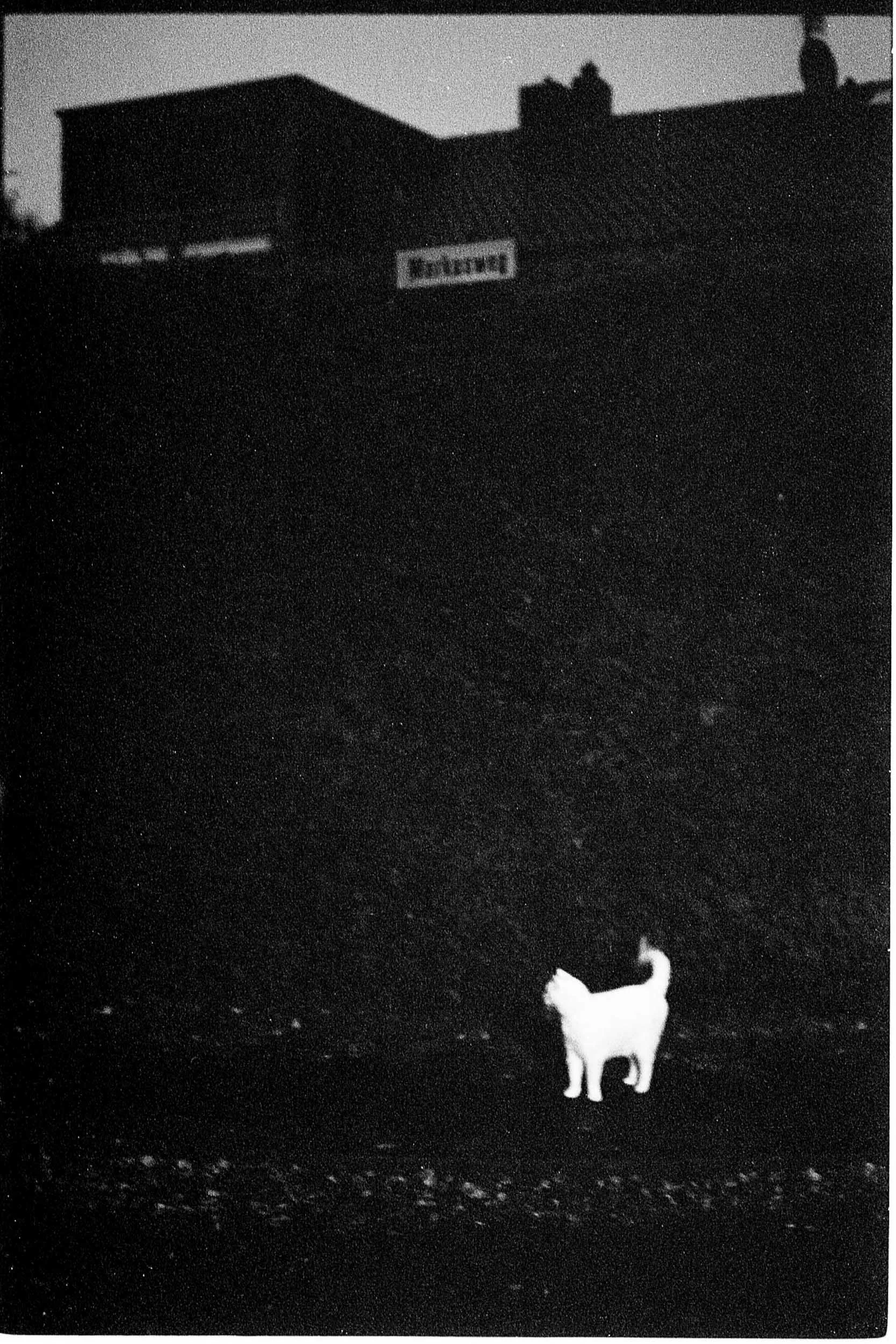 Le Chat de Markusweg. Weiß, 2016.