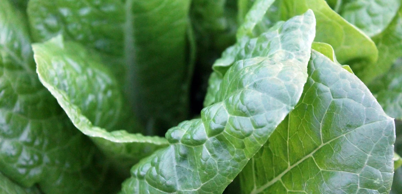 7 Reasons to Start Eating Your Spinach