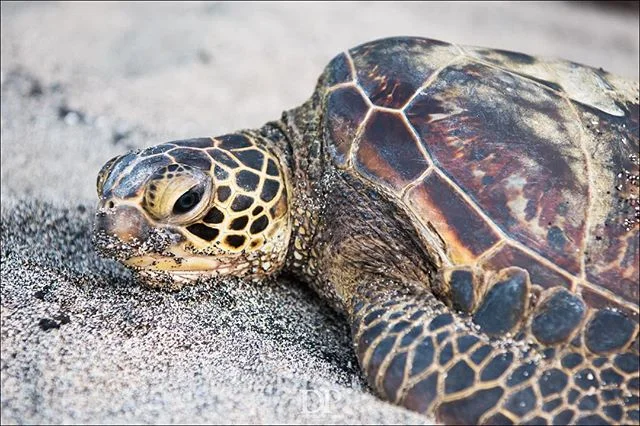 These #Honu are so beautiful. #seaturtle #turtleturtle🐢 #greenseaturtle #hawaii #wildturtles #hisnameisphill #wildlifephotography #naturephotography #explore #adventure #getoutstayout  #stoked #thestokeisreal #adventurethatislife #nikon #nikond810 #