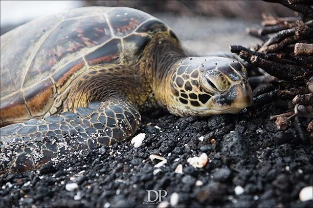 The Hawaiians call this turtle &ldquo;Honu,&rdquo; the green sea turtle. Unlike land turtles, it cannot retract its head into its shell. #honu #seaturtle #sleepy #tiredturtle🐢 #hawaii #wildlife #sealife #naturephotography #hawaiians #heisalocal #sho