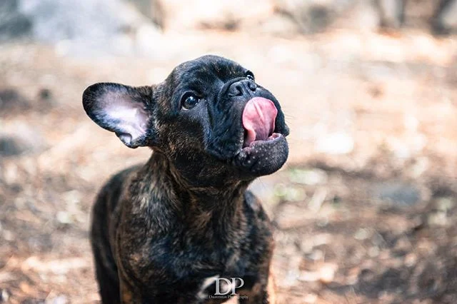 Exploring Yosemite National Park with this little guy was amazing! #omar #puppy #shortybull #shortbulls #lifeisbetterwithadog #happylilguy #dog #dogsofinstagram #batears #bully #brendle #littlepiggy #nikon #nikond810 #yosemitenationalpark #nationalpa