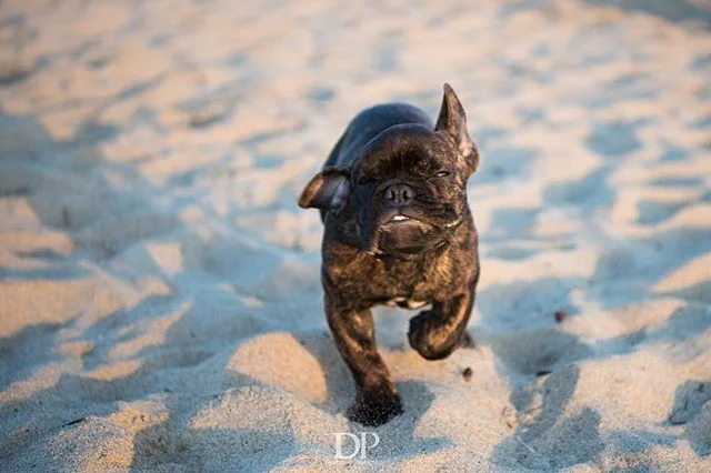 The newest addition to the team! Omar Little Dauterman. #omar #puppy #shortybull #brendle #shorty #santamonica #beachdog #dog #bestfriend #purehappines #motionblur #shortybullsofinstagram #sunset #dogsofinstagram #dautermanphotography #nikon