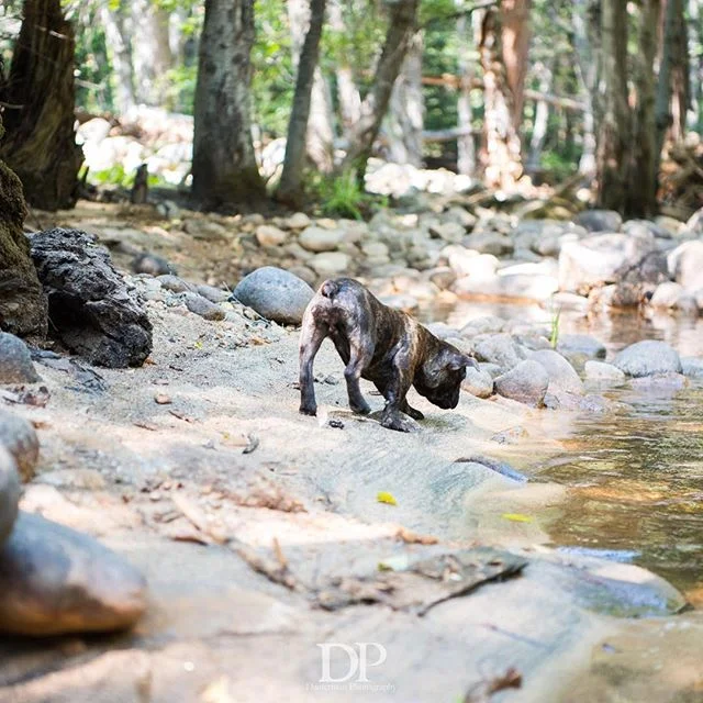 A wild Omar in his natural habitat. #omar #puppy #brendle #shortybull #shortybulls #lifesbetterwithadog #animalsofinstagram #animalphotography #explore #yosemitenationalpark #yosemite #nationalpark #adventure #adventurelifestyle #nikon #d810 #dauterm