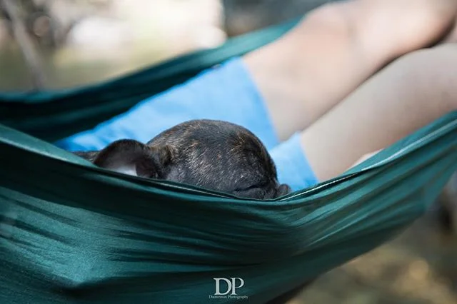 Sleepy piggy 🐷! #shortybull #shortybulls #shortybullsofinstagram #lifeisbetterwithadog #hammock #lifestyle #lifestylephotography #enohammock #enostraps #camping #nature #brendle #puppy #naptime #nikonshooters #nikond810 #dautermanphotography
