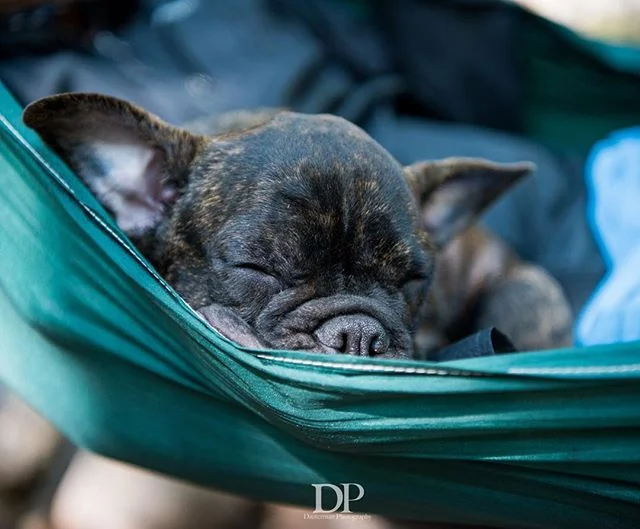 In need of an adventure. #omar #sleepypuppy #hammocklife #camping #shortybulls #animalportrait #shortybull #puppy #lifestylephotography #lifesbetterwithadog #shortybullsofinstagram #adventure #adventurelifestyle #batpigdog #brendel #exoticbullies #ni