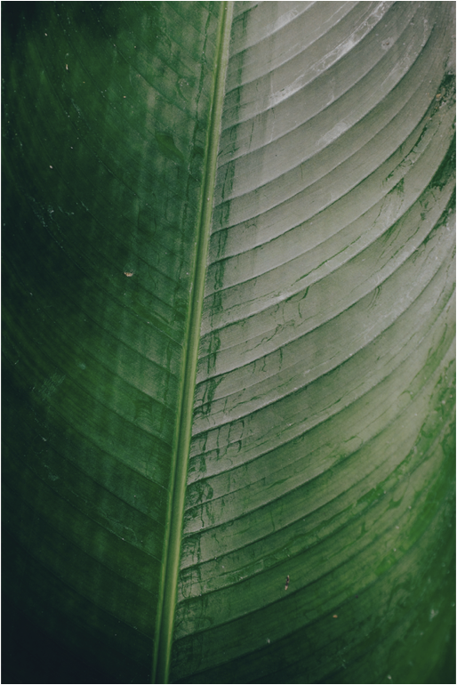 leafoverlay.png