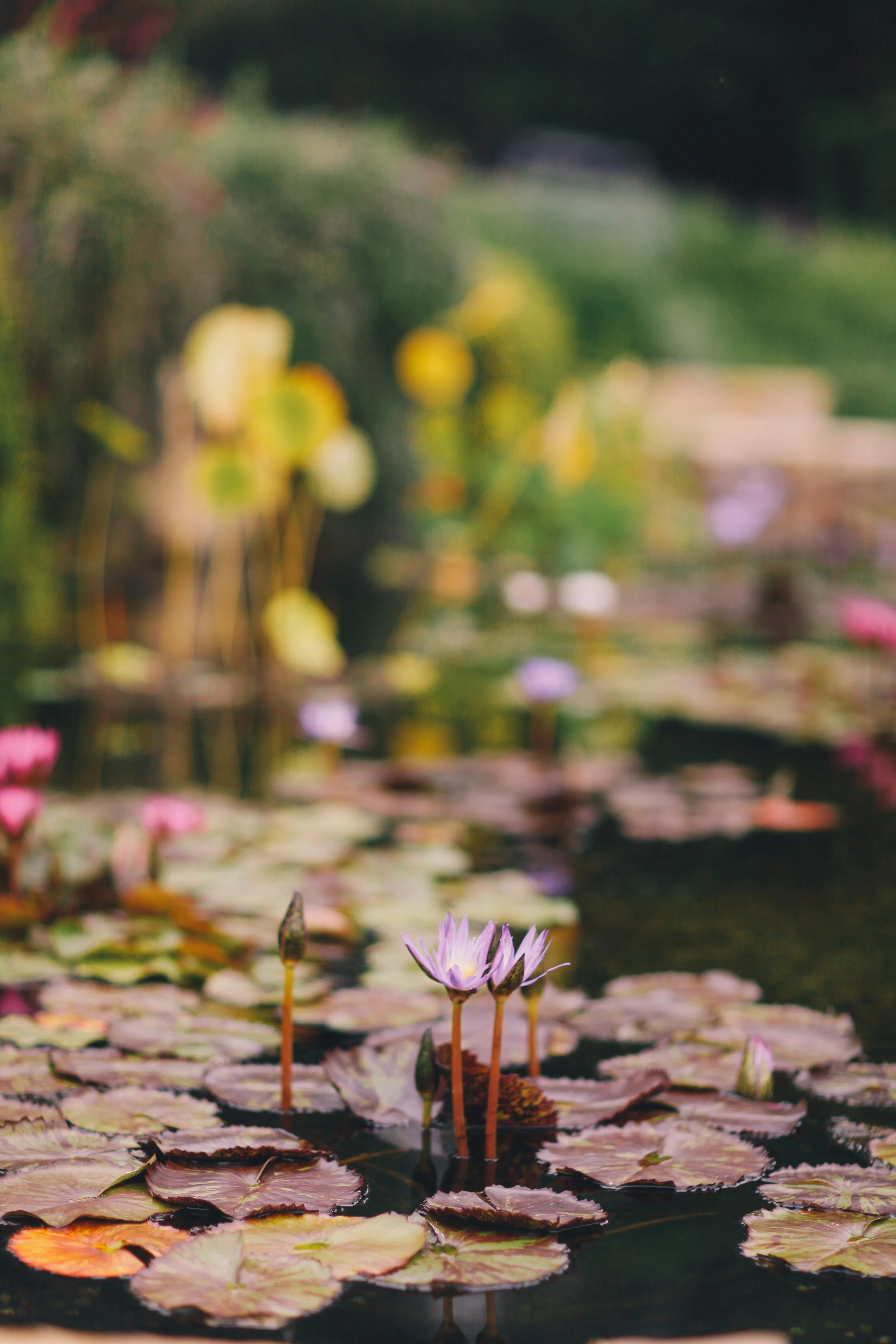 Purple Lotus Flower, photographed by Sukoski Bros. on my wedding day at San Ysidro Ranch.