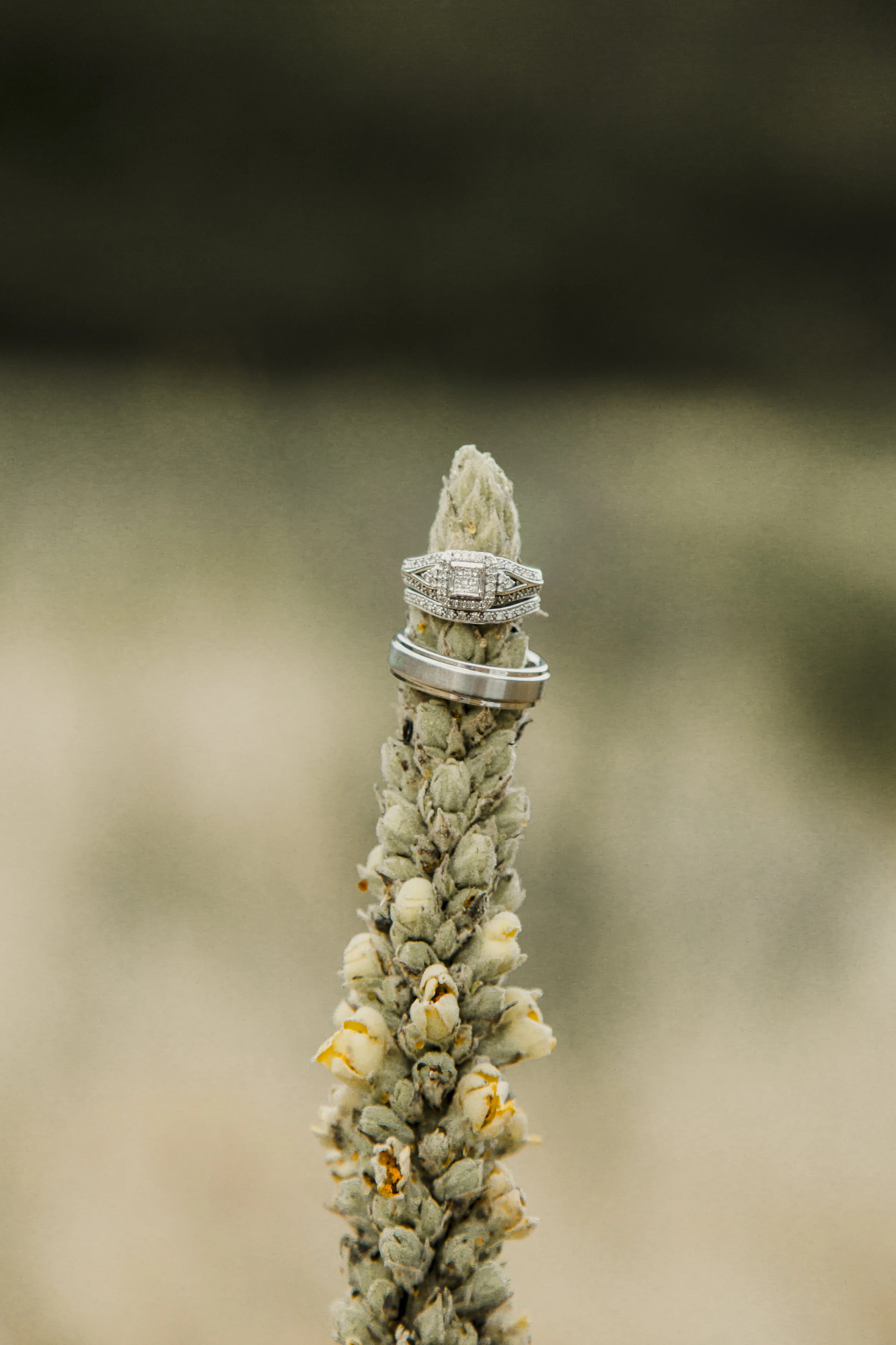 TaraWilcoxPhoto (25 of 53).jpg