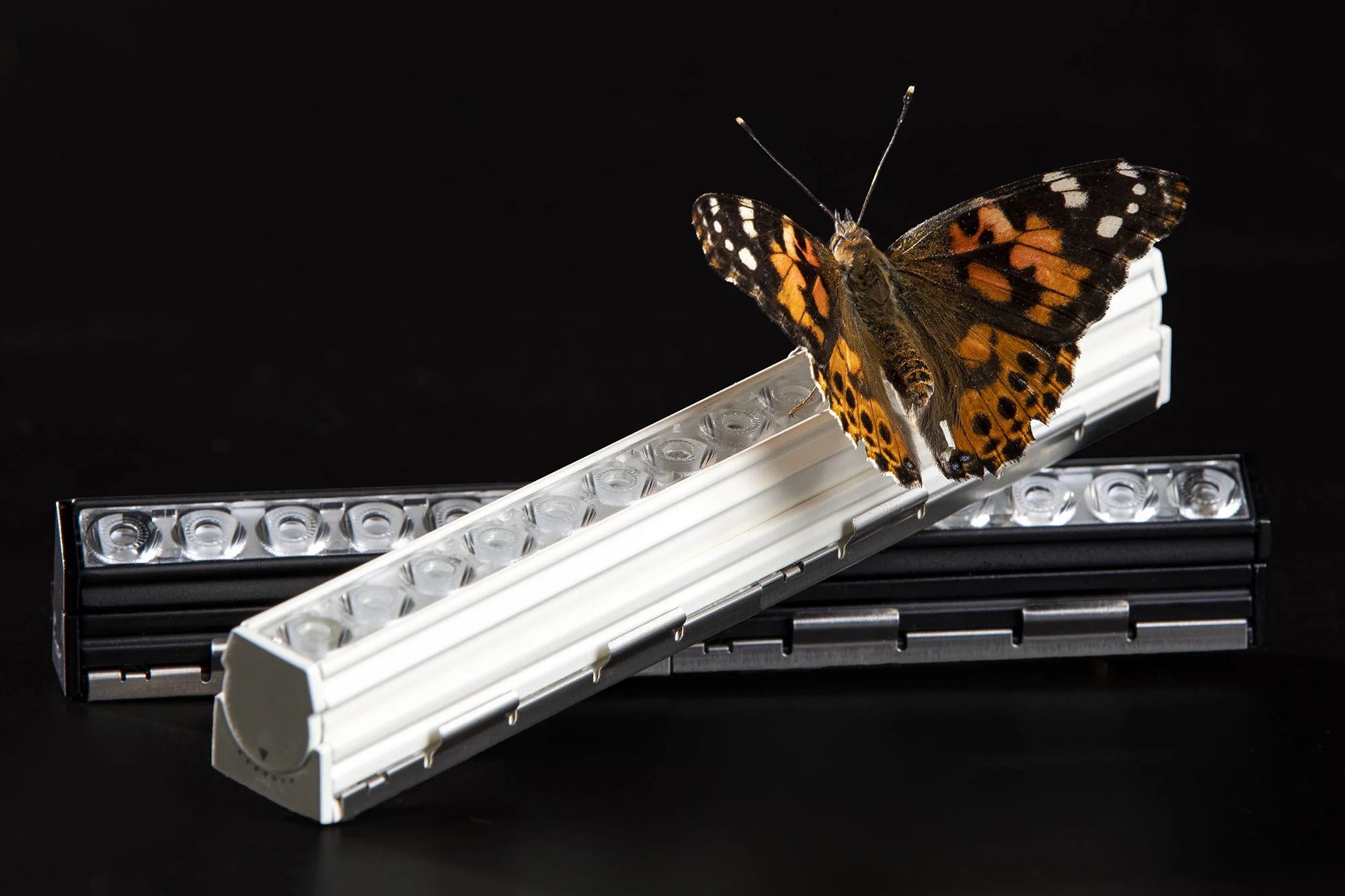 LUM-STENOS-PHOTOGRAPHY-Stenos-April6-106-WithButterfly.jpg