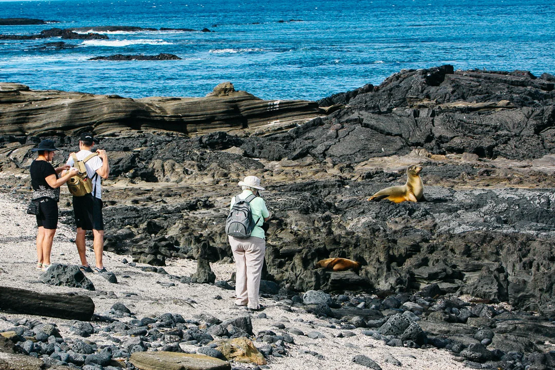 GALAPAGOS Tourist Up Close Seal.jpg