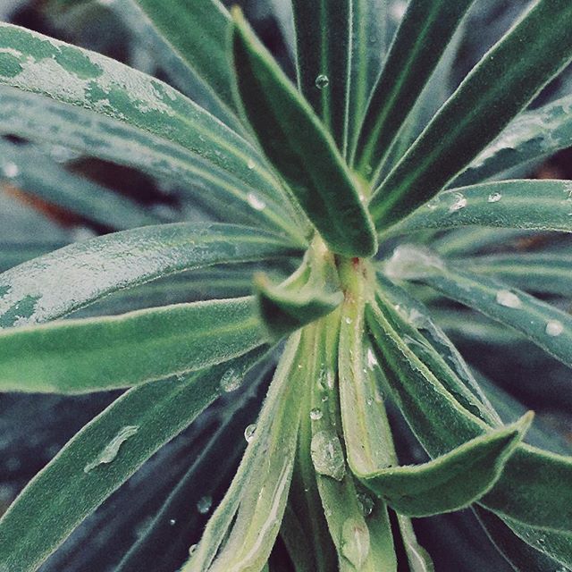 Garden walk closeup #2 
______
#VSCO #vscocam #nature #naturephotography #plants #garden