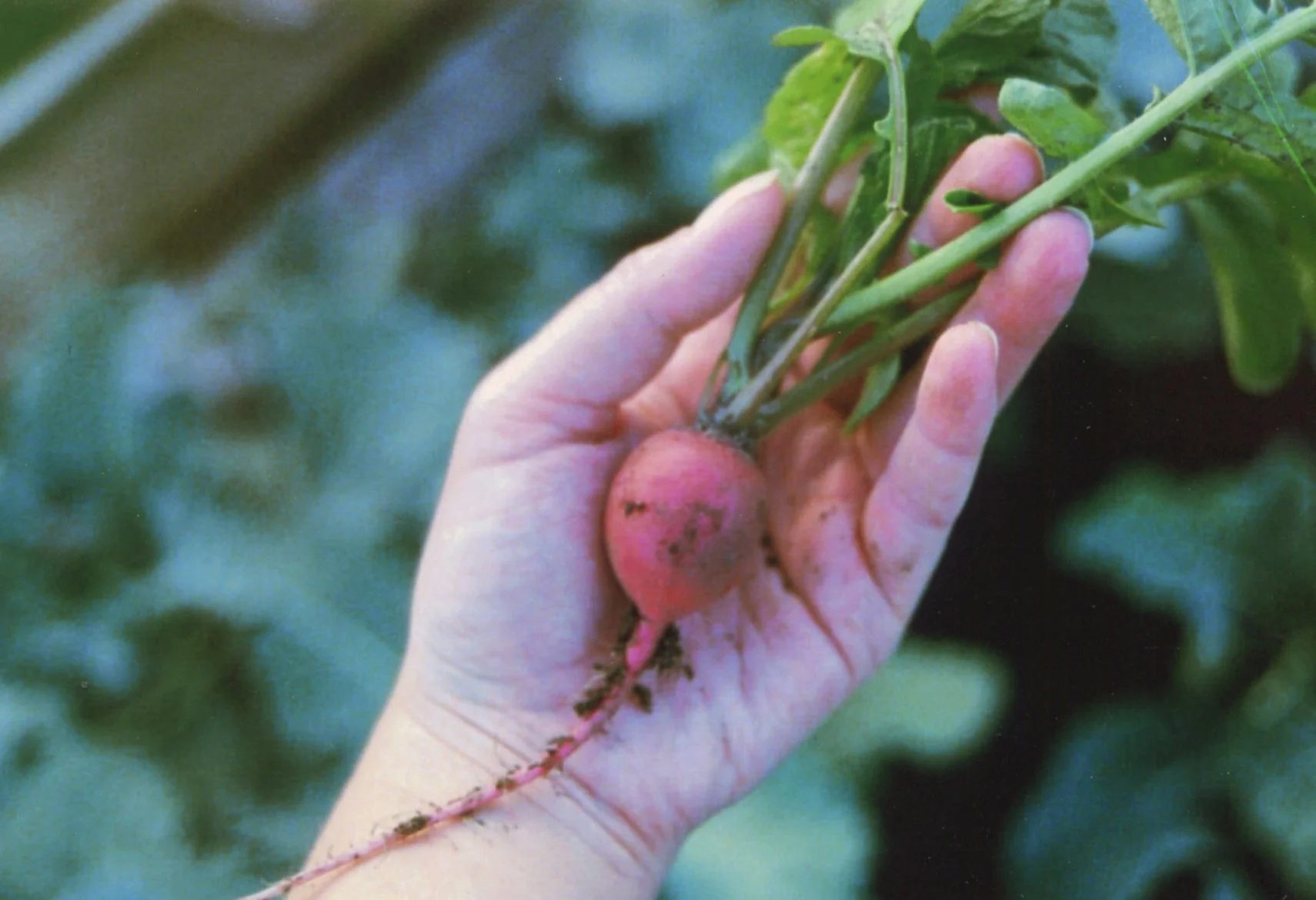 Radish.jpg