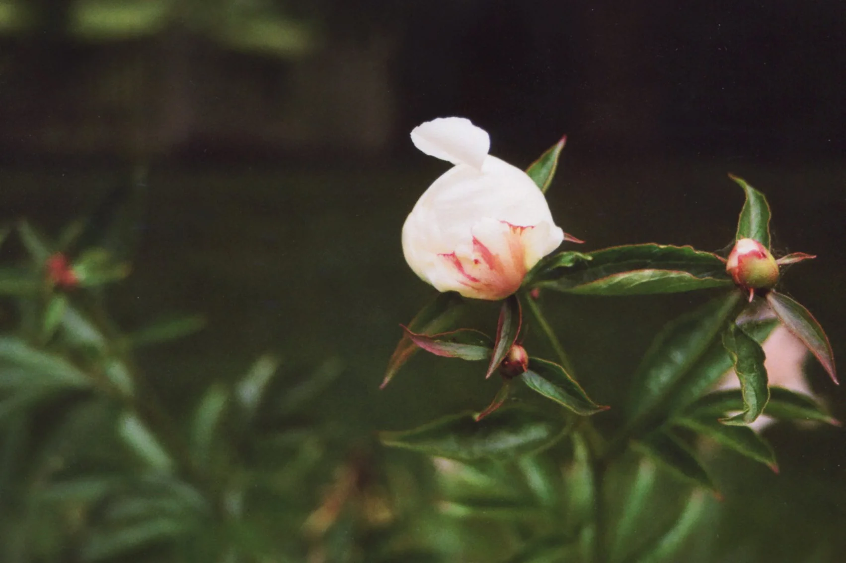 Peony.jpg