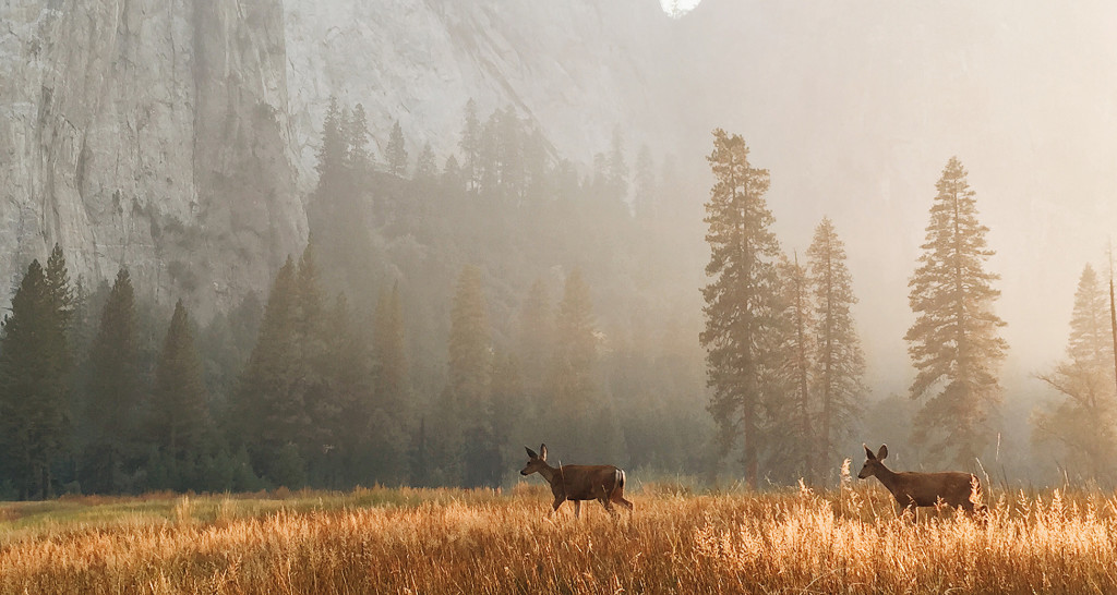 sarahvazqiez-yosemite.jpg