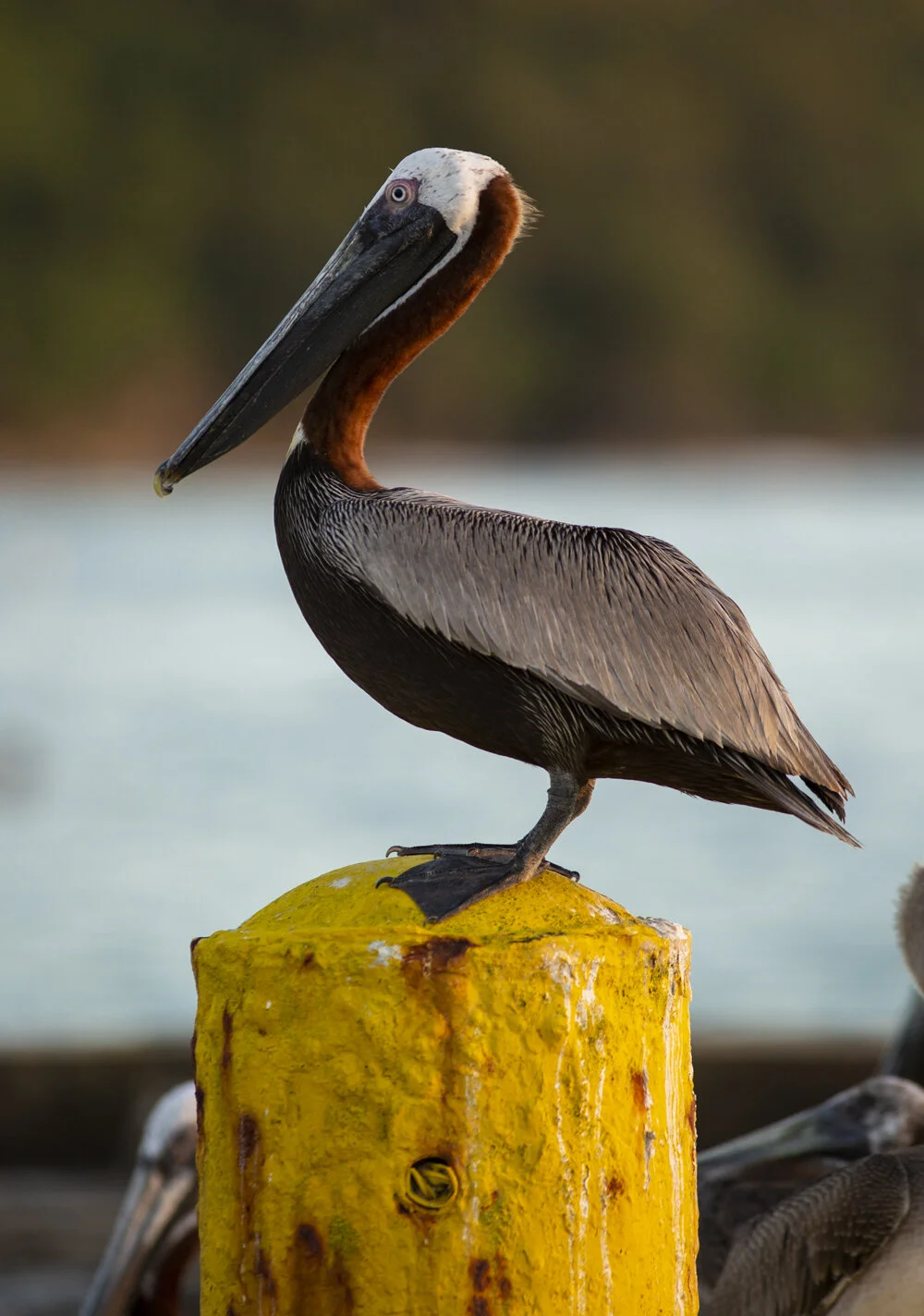 PRbird.jpg