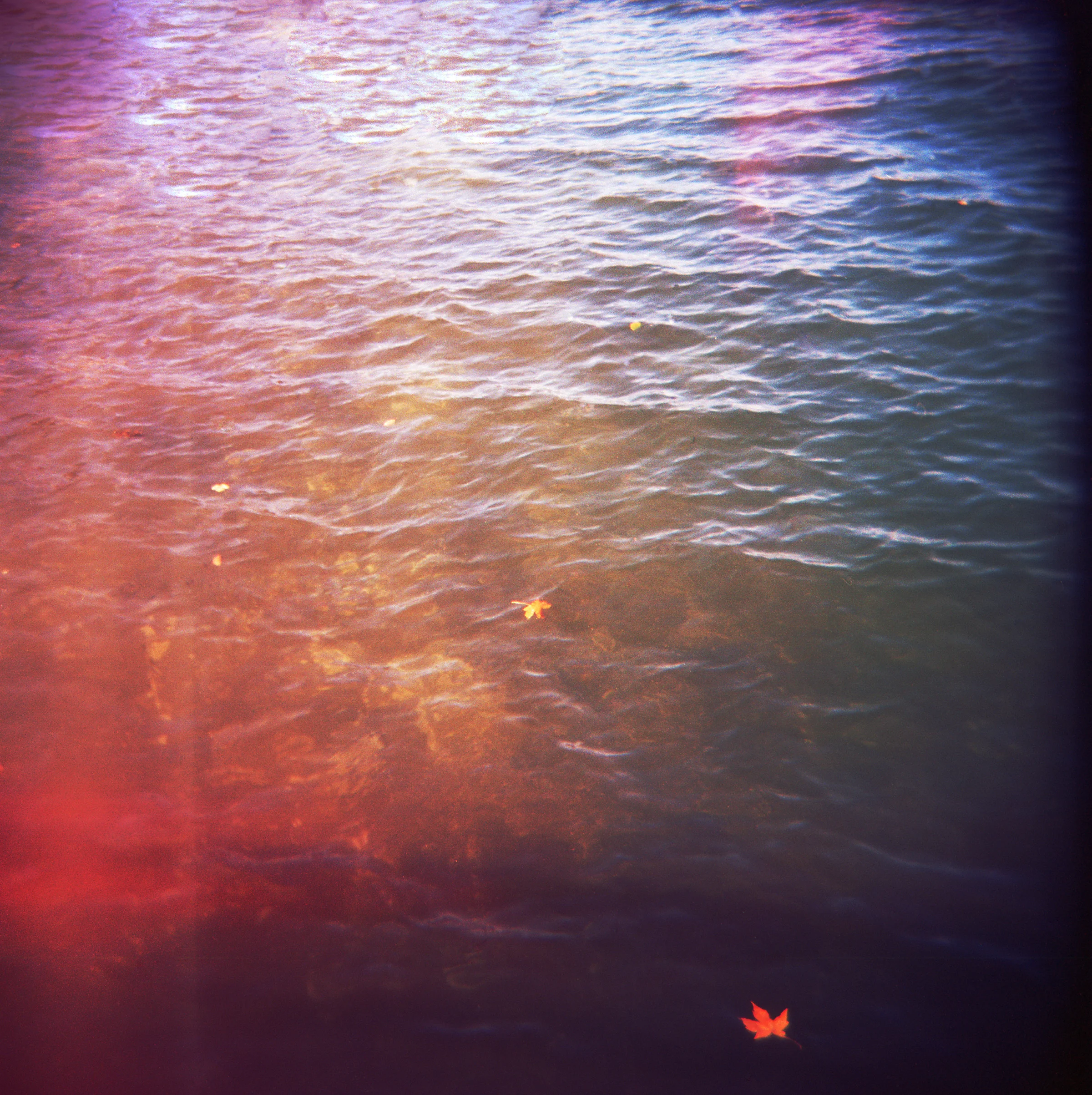 Senescence, 2014