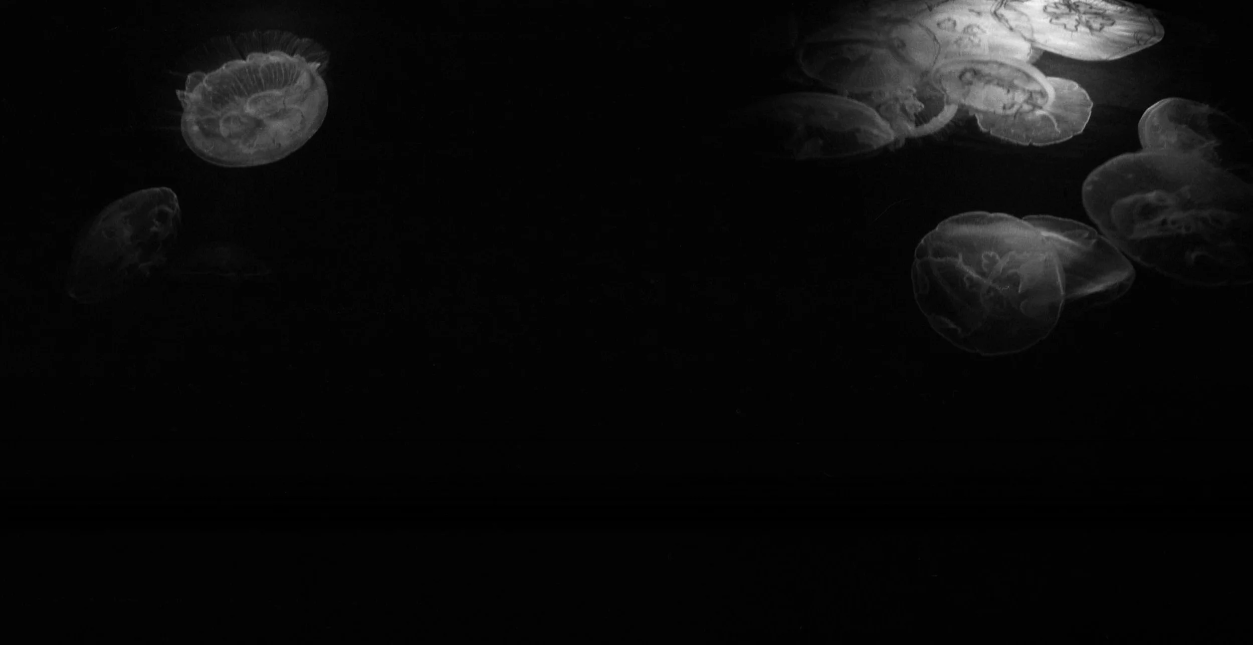 Moon Jellies, 2009