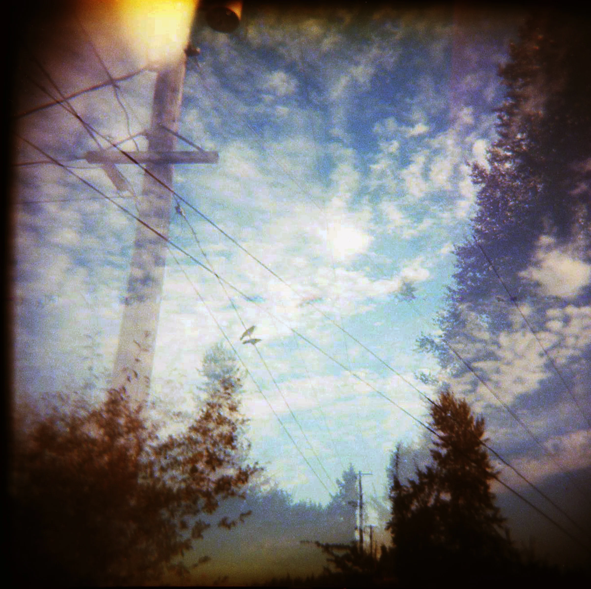 Starlings, 2015