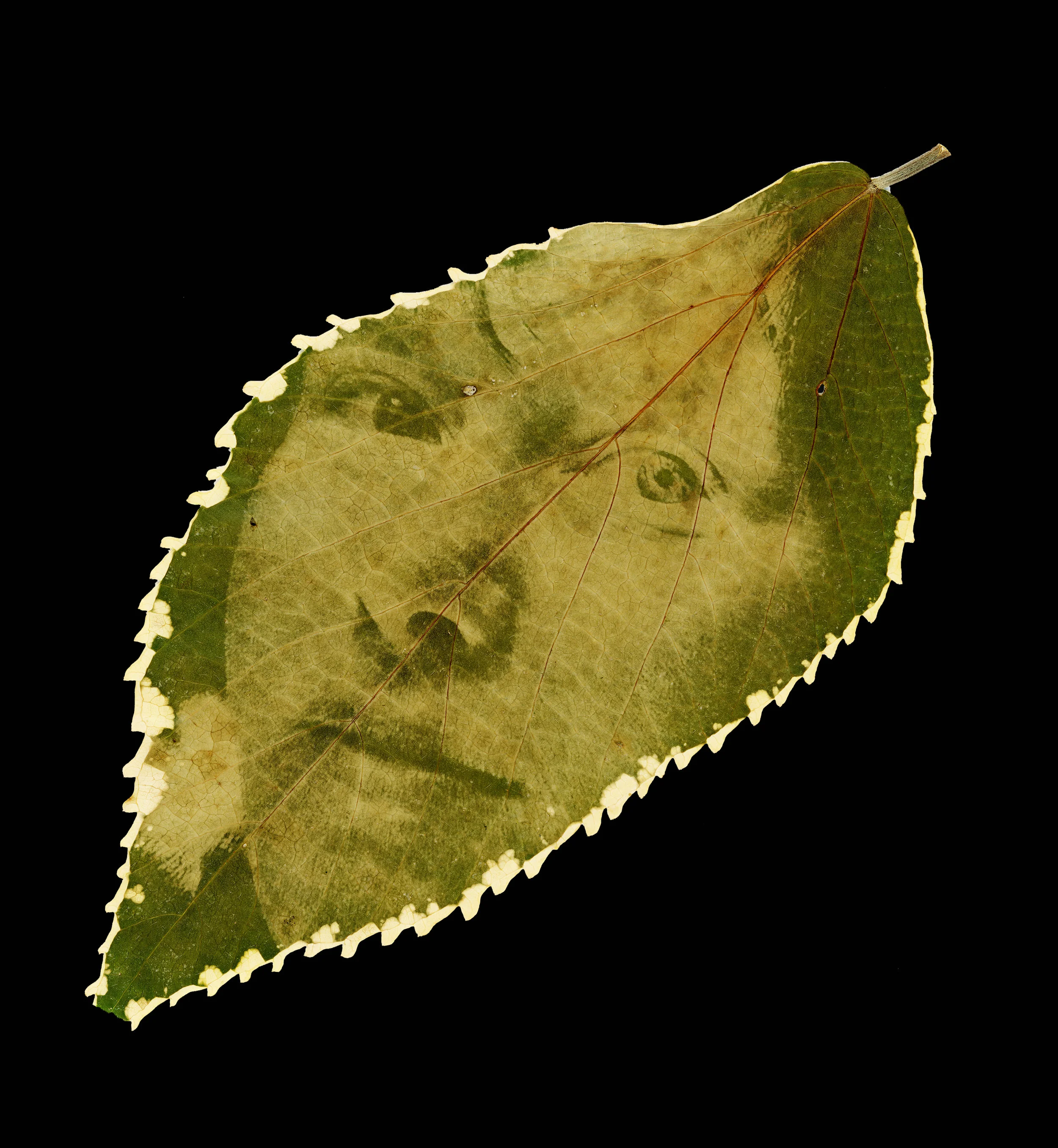 meg002_SM_BK.jpg