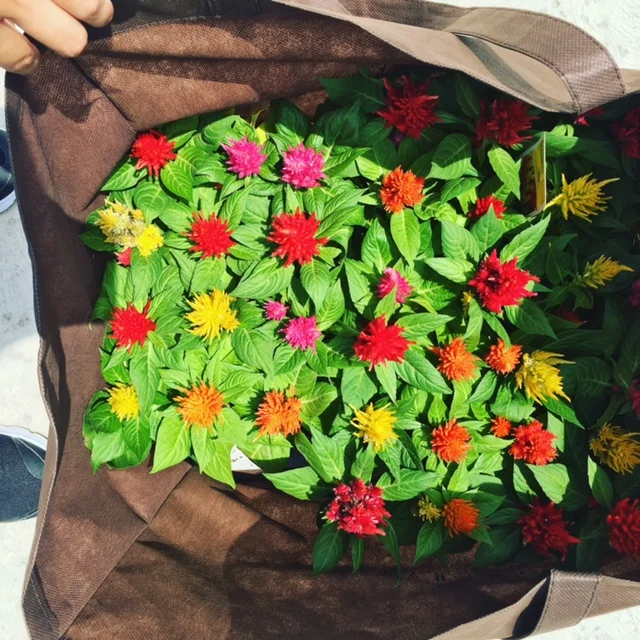 Getting Our Green Thumbs On!