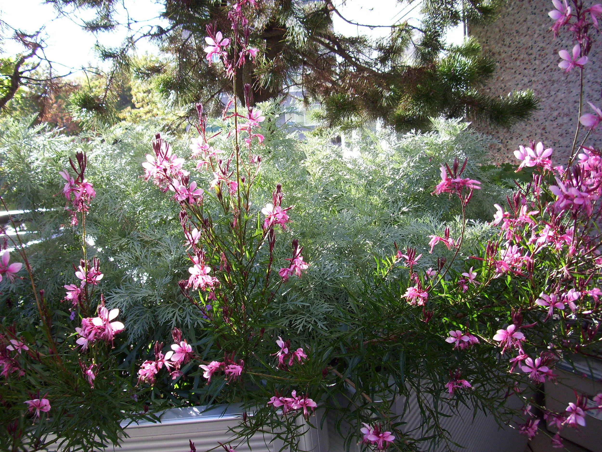 great plant combination- artemesia and gaura