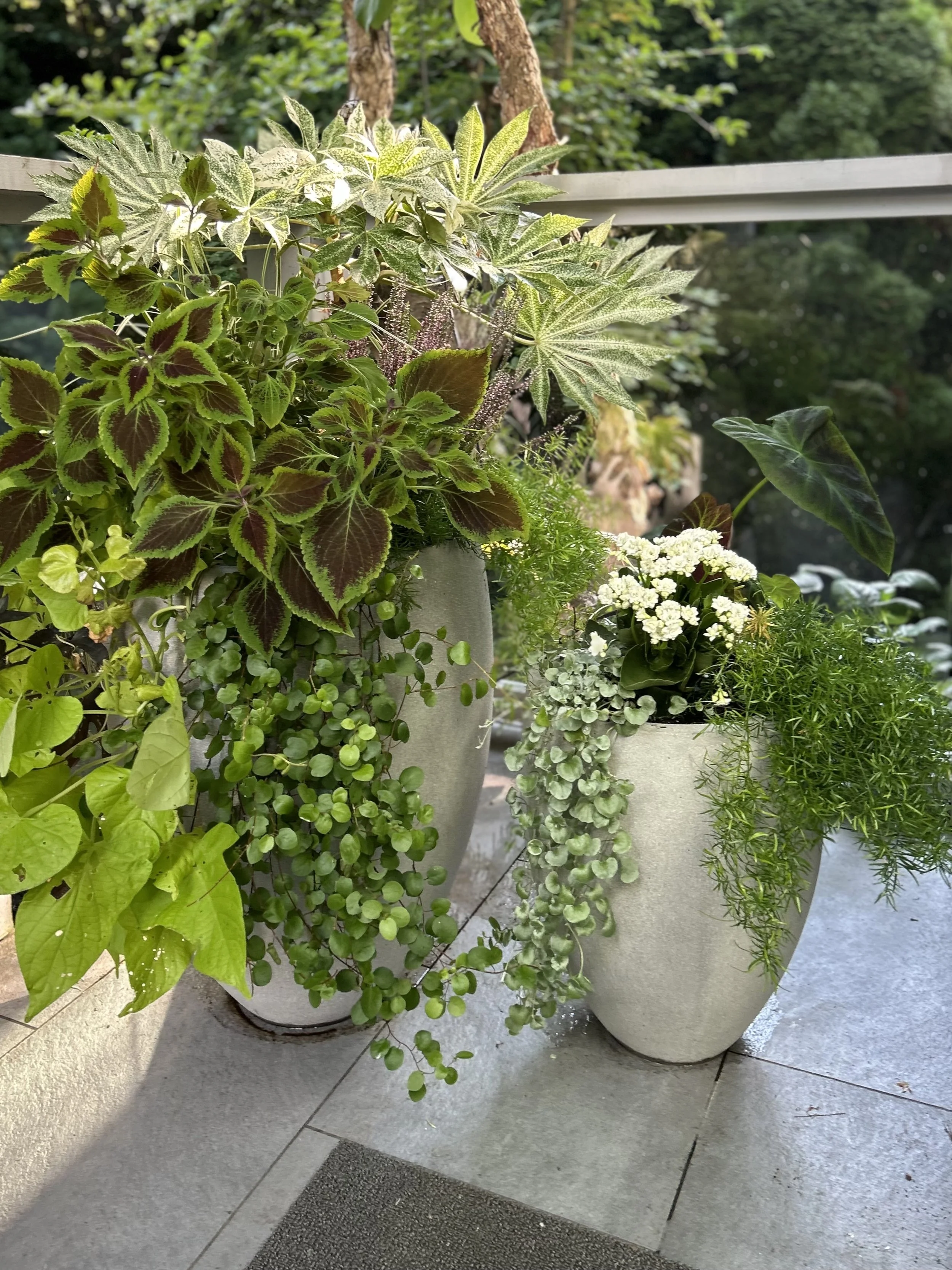 Shade container foliage and white Sauder.jpeg